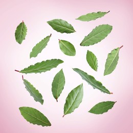 Fresh bay leaves falling on pink background