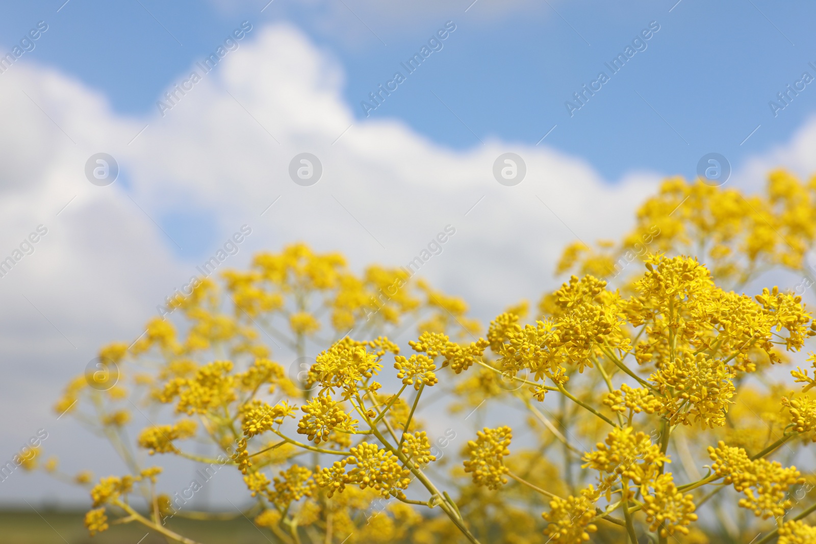 Photo of Closeup view of plant with yellow blossom outdoors