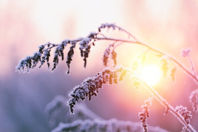Image of Amazing winter morning. Beautiful plant covered with snow, closeup 