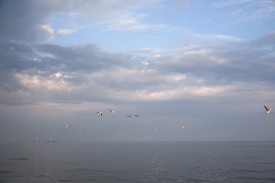 Photo of Birds flying over sea on cloudy day