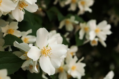 Photo of Beautiful blooming white jasmine shrub outdoors, closeup. Space for text