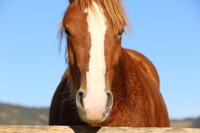 Horse near wooden paddock against blue sky. Beautiful pet