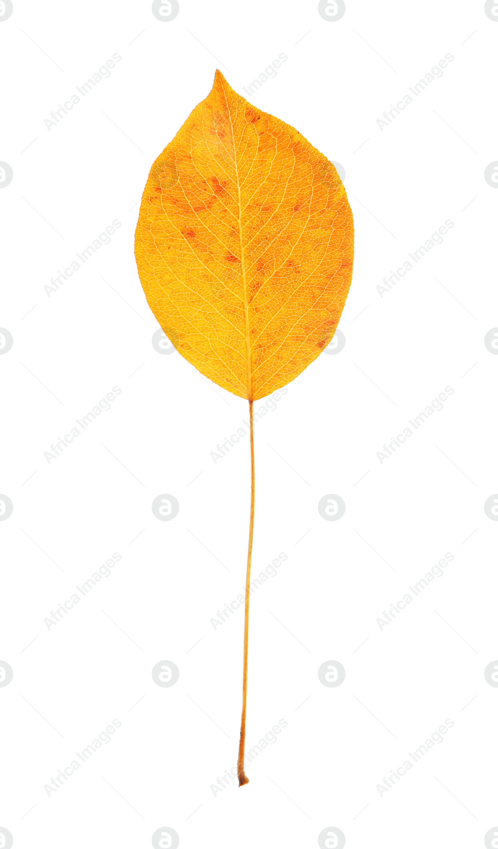 Photo of Beautiful autumn leaf on white background. Fall foliage