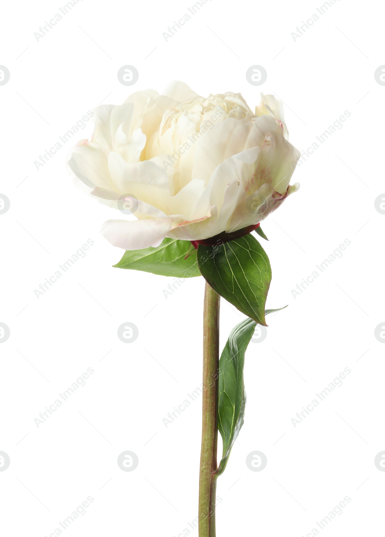 Photo of Beautiful fragrant peony flower isolated on white