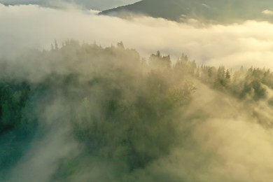 Photo of Aerial view of beautiful mountains and conifer trees on foggy morning