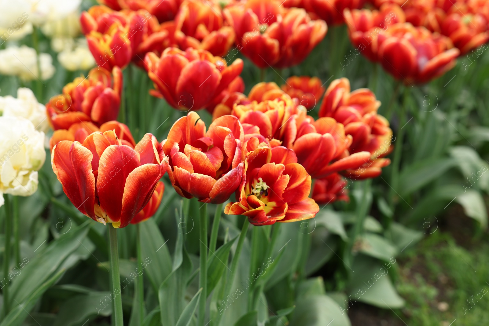Photo of Many beautiful tulips growing outdoors, closeup. Spring season