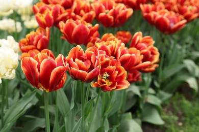 Many beautiful tulips growing outdoors, closeup. Spring season