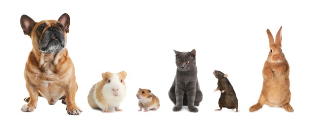 Image of Group of different domestic animals on white background, collage. Banner design