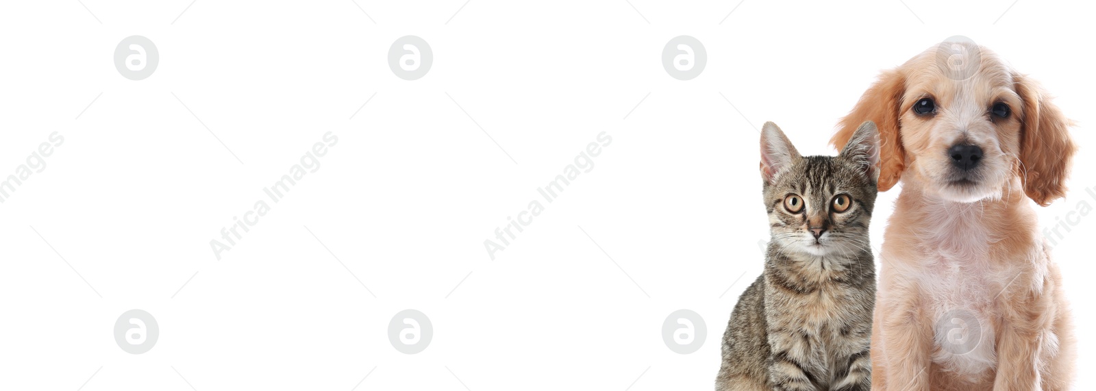 Image of Grey tabby cat and cute English Cocker Spaniel puppy on white background. Banner design with space for text