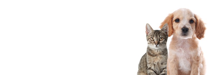 Image of Grey tabby cat and cute English Cocker Spaniel puppy on white background. Banner design with space for text