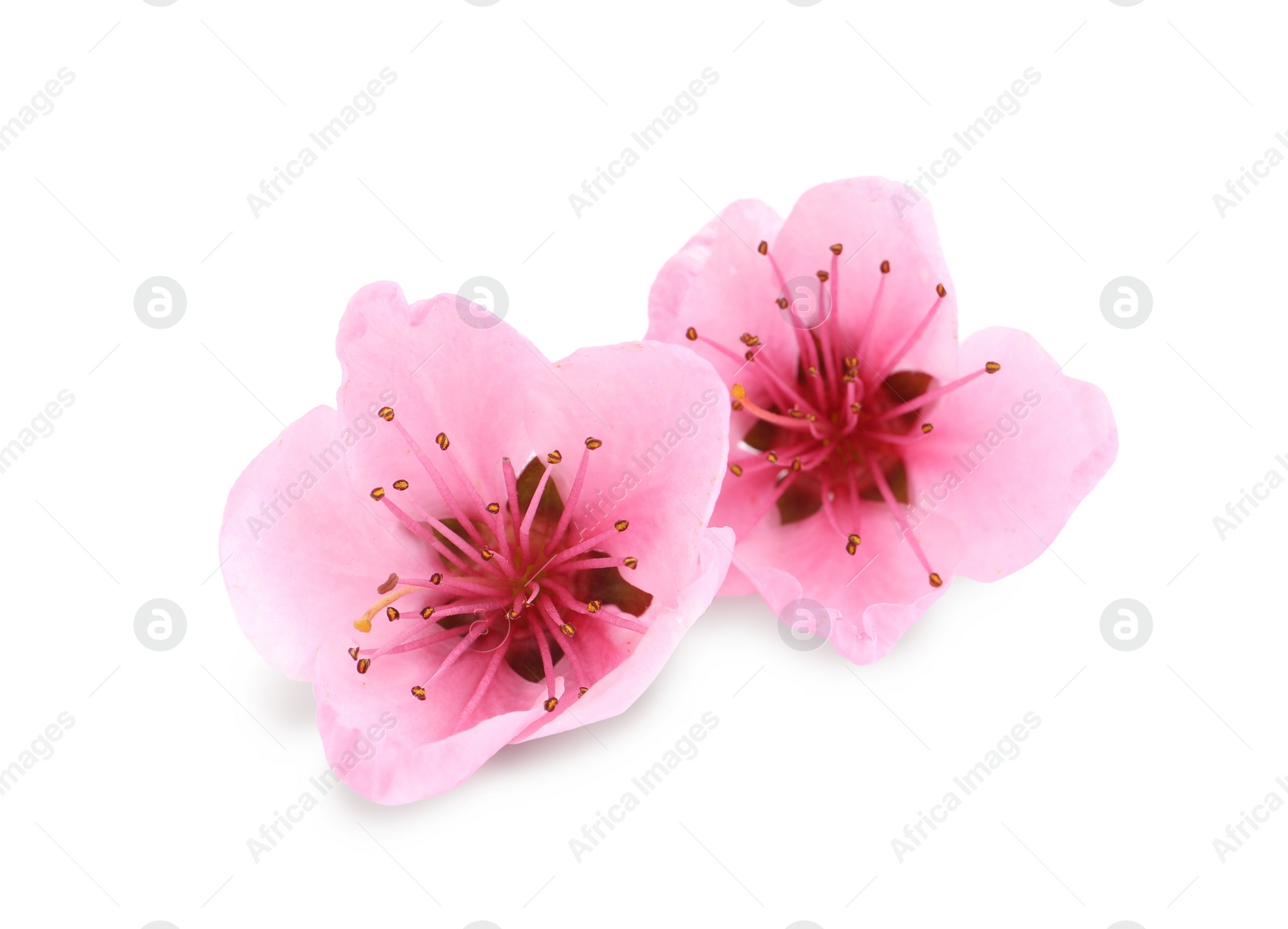 Photo of Beautiful sakura tree flowers on white background