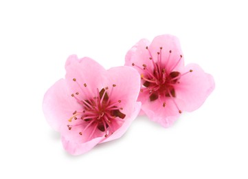 Photo of Beautiful sakura tree flowers on white background