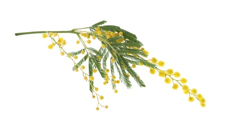 Photo of Beautiful mimosa plant with yellow flowers on white background