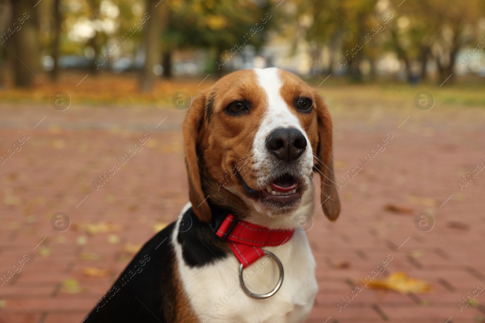 Photo of Adorable Beagle dog in stylish collar outdoors