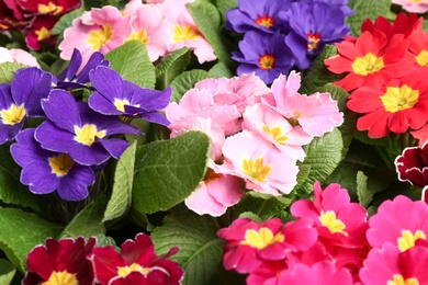 Photo of Beautiful primula (primrose) plants with colorful flowers as background, closeup. Spring blossom