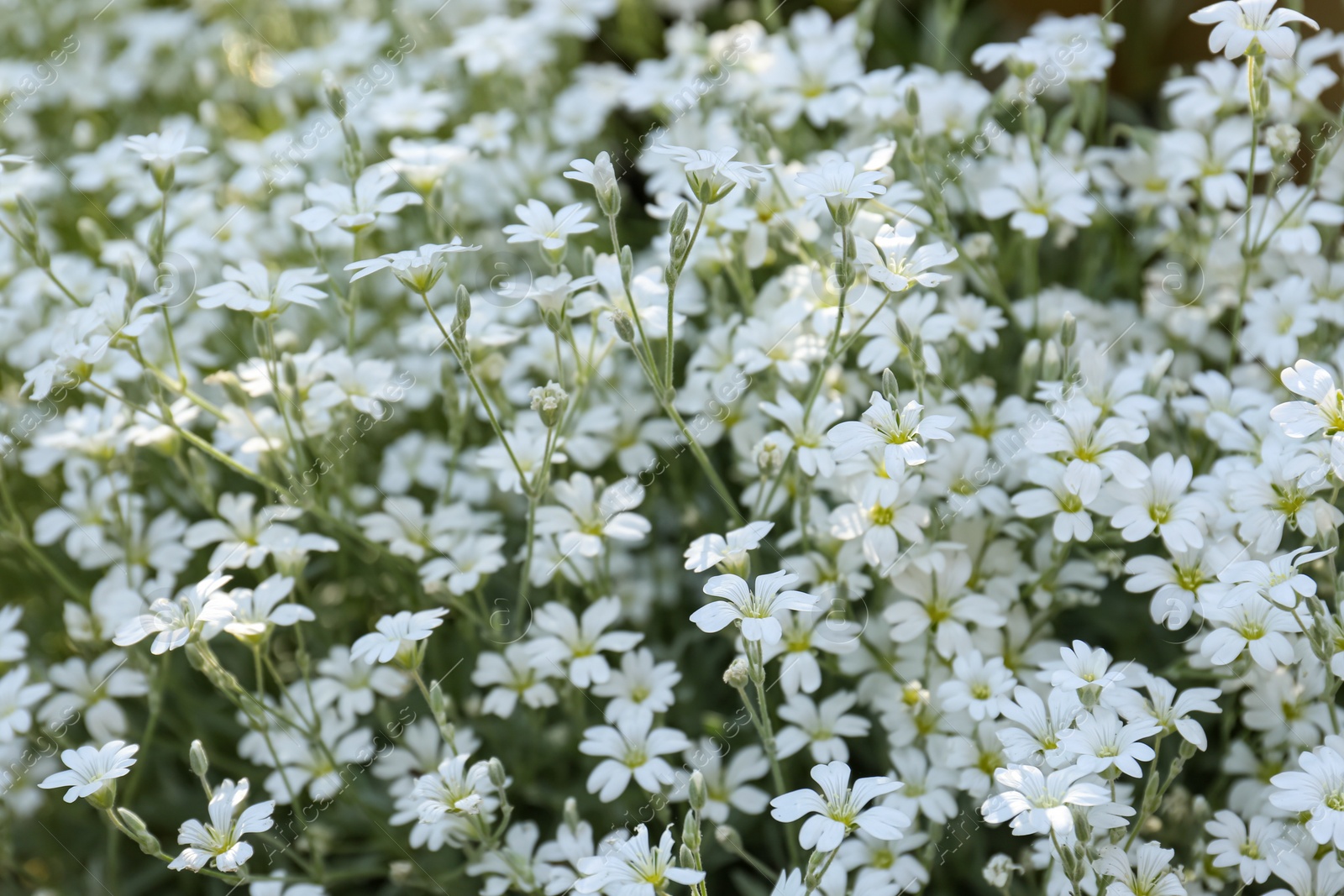 Photo of Beautiful white snow-in-summer flowers outdoors, closeup view