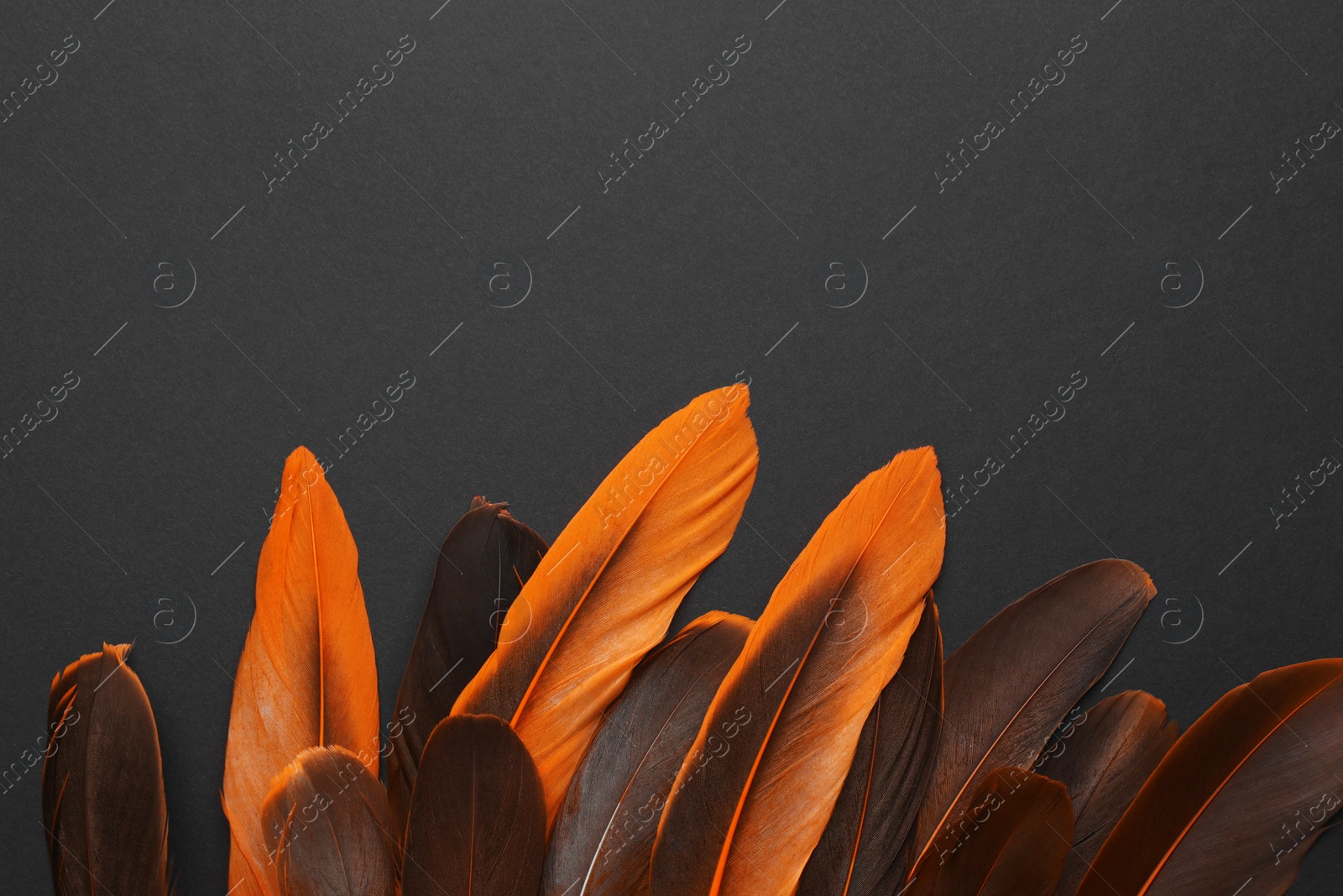 Photo of Many different bird feathers on black background, flat lay. Space for text