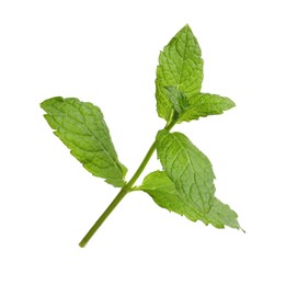 Photo of Aromatic green mint sprig isolated on white. Fresh herb