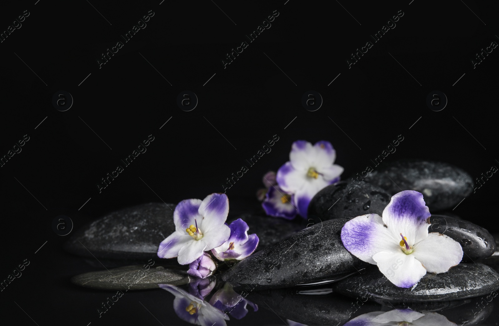 Photo of Stones and flowers in water on black background, space for text. Zen lifestyle