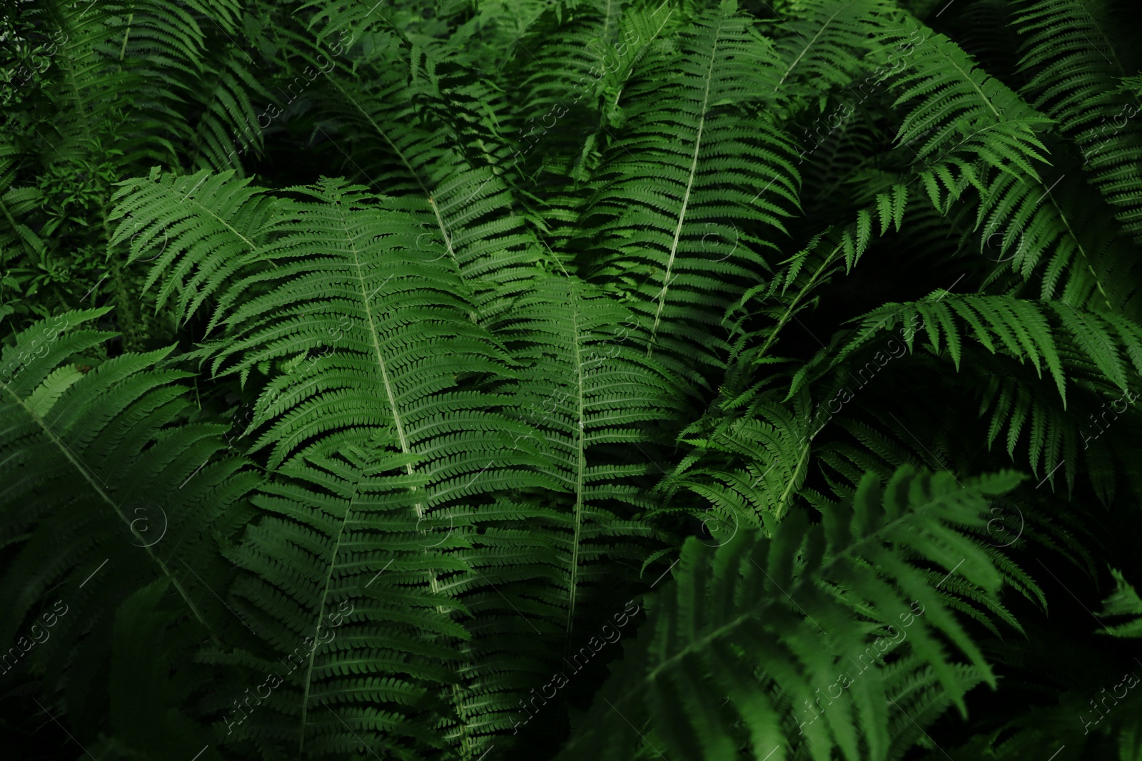 Photo of Beautiful fern with lush green leaves growing outdoors