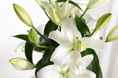 Photo of Beautiful lily flowers on white background, closeup