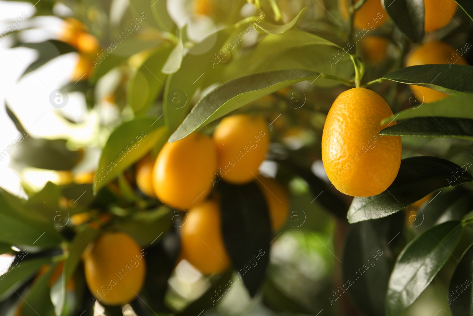 Photo of Kumquat tree with ripening fruits outdoors, closeup. Space for text