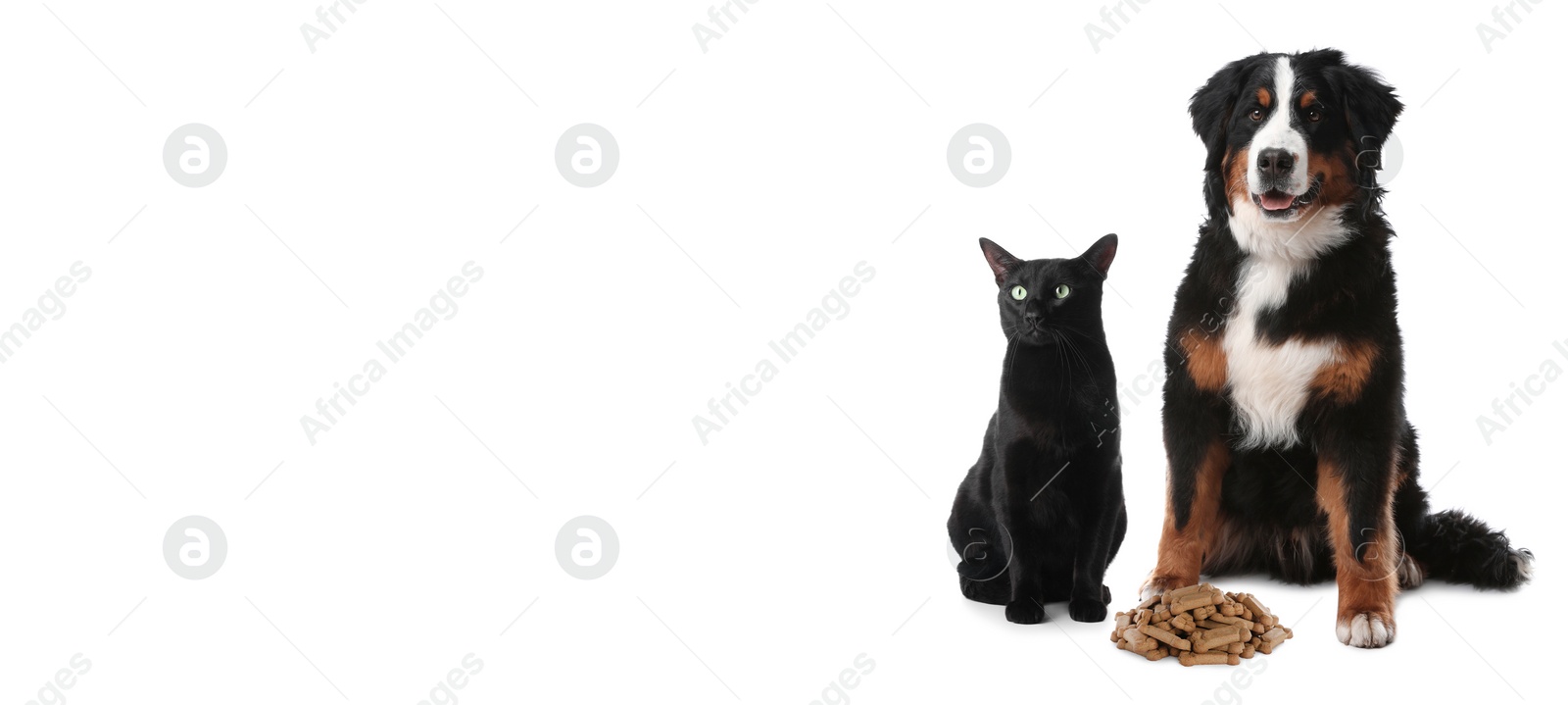 Image of Cute cat and adorable dog on white background. Banner design with space for text