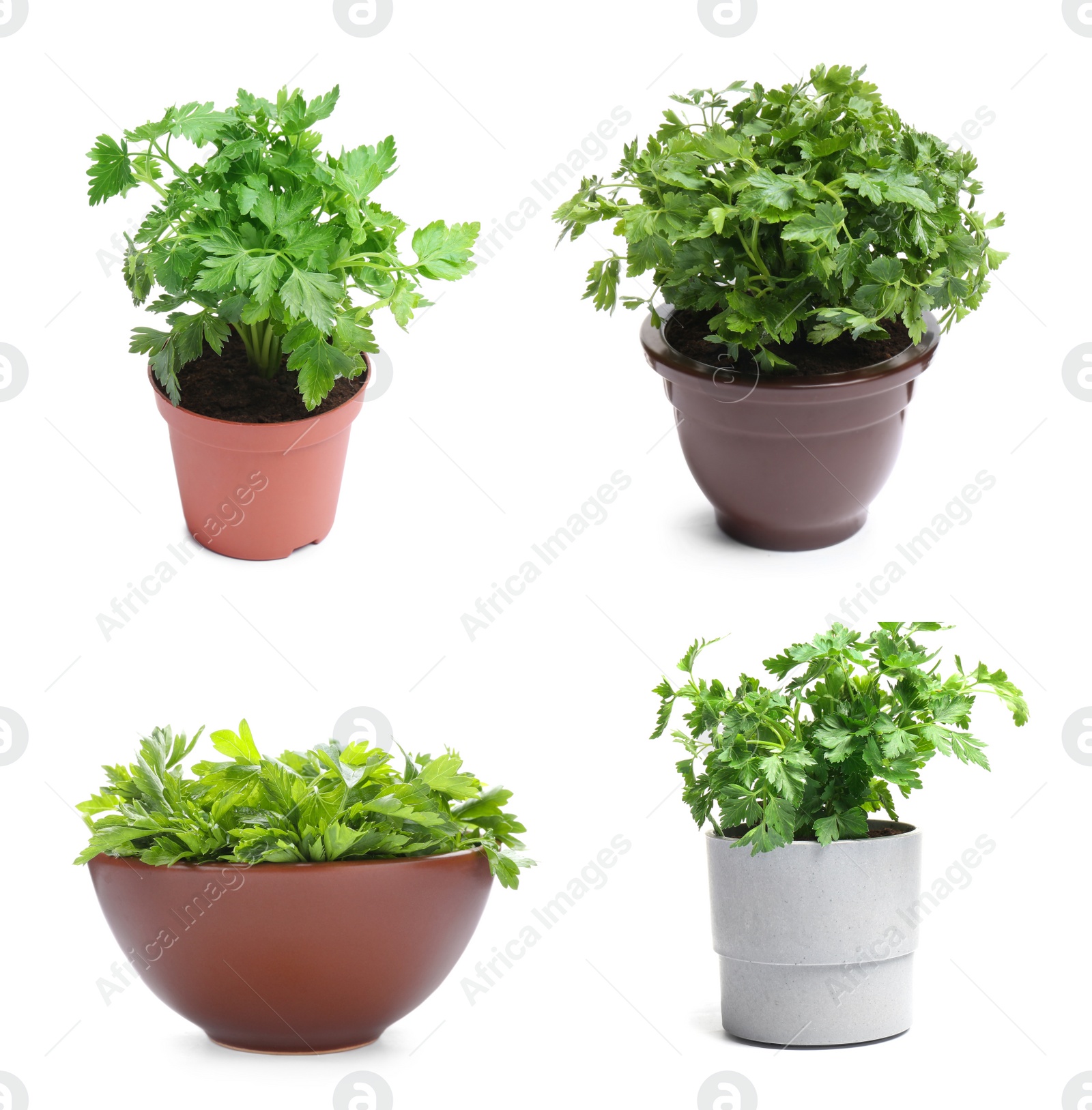 Image of Set with potted parsley plants on white background