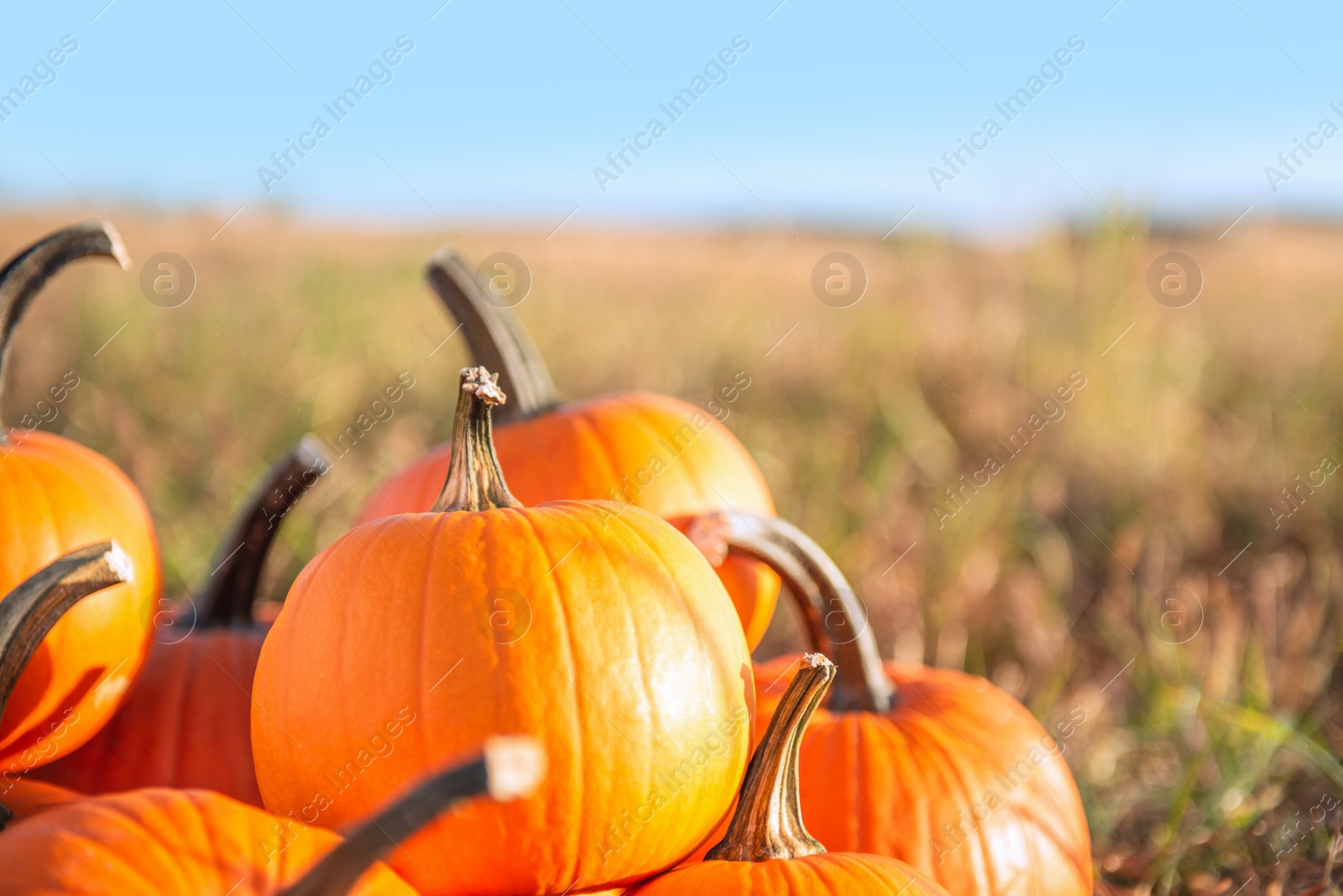 Photo of Many ripe orange pumpkins in field, space for text