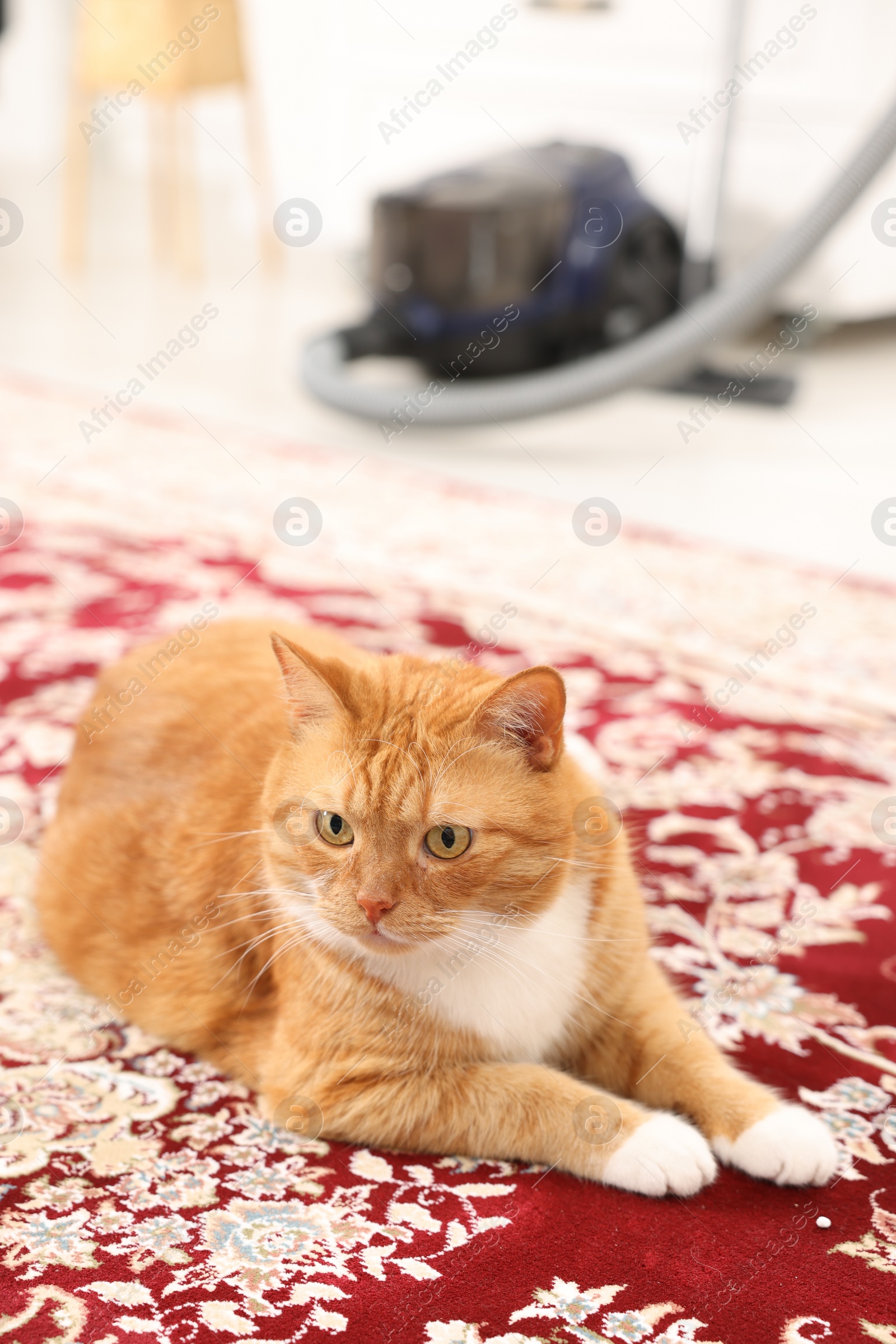 Photo of Cute ginger cat lying on carpet with pattern at home