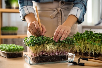 Photo of Woman taking care of microgreen at wooden table indoors, closeup