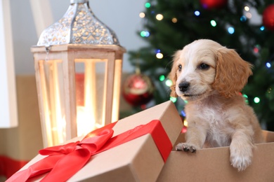 Cute English Cocker Spaniel puppy in Christmas gift box indoors