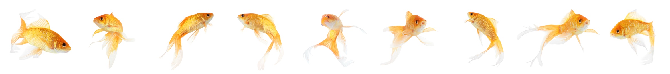 Beautiful bright small goldfish on white background, collage. Banner design