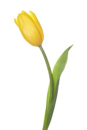 Photo of Beautiful yellow tulip flower isolated on white