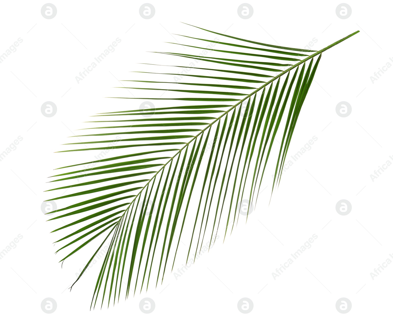 Photo of Beautiful lush tropical leaf isolated on white