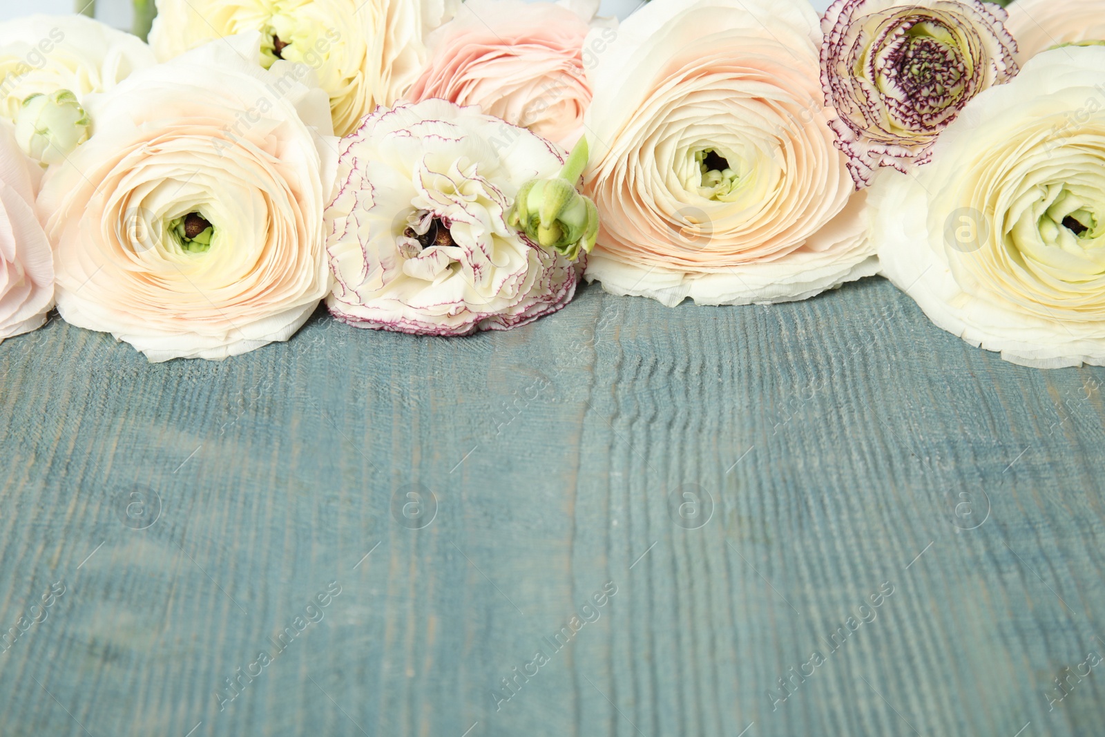 Photo of Beautiful ranunculus flowers and space for text on wooden background