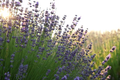 Photo of Beautiful blooming lavender growing in field on sunny day, space for text