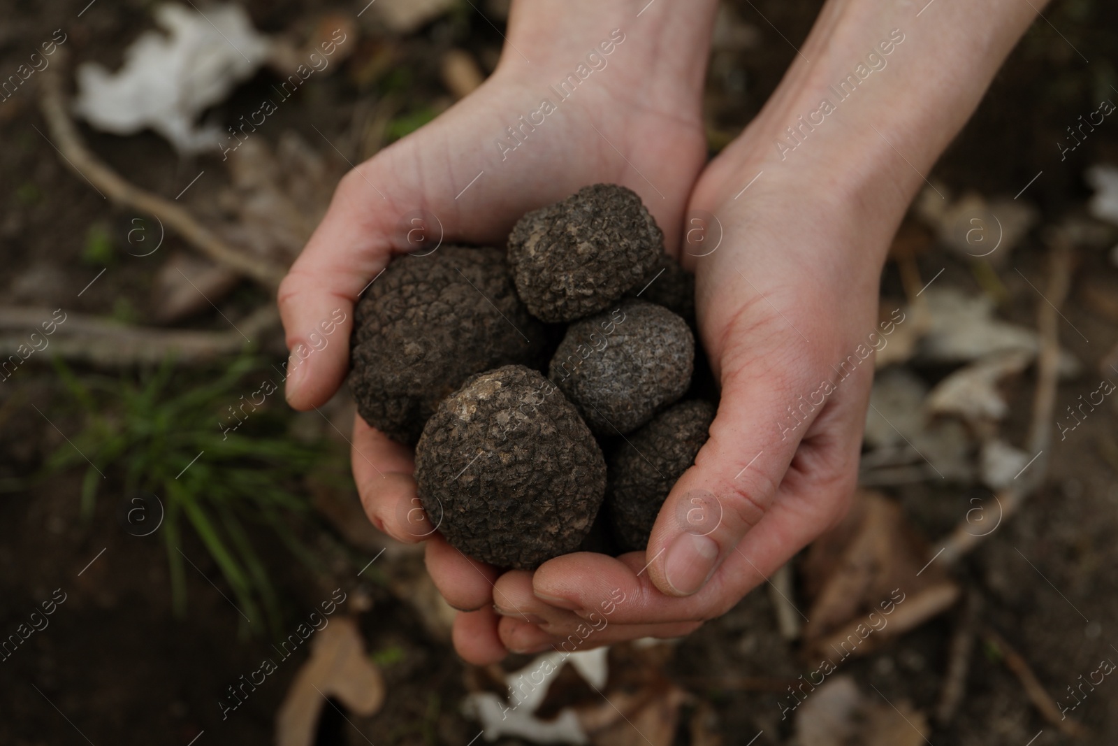 Photo of Woman holding fresh truffles in hands outdoors, closeup