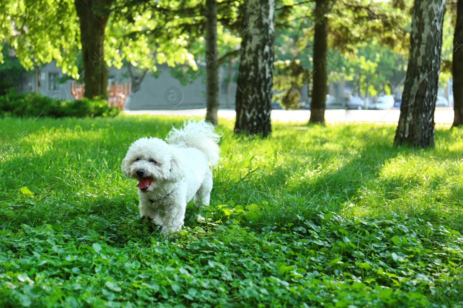 Photo of Cute fluffy Bichon Frise dog on green grass in park. Space for text