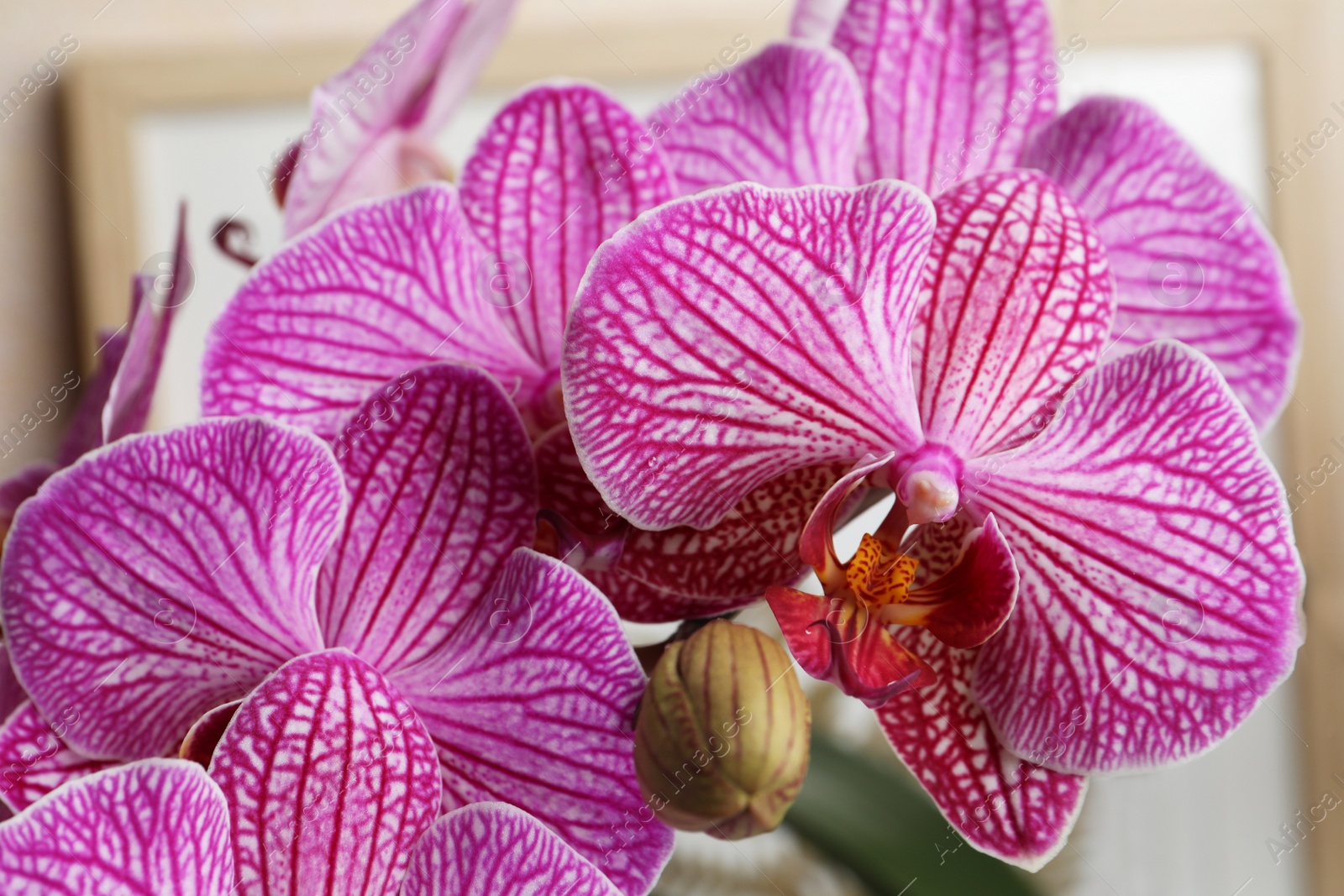 Photo of Beautiful pink orchid flower on blurred background, closeup