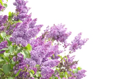 Blossoming lilac outdoors on spring day