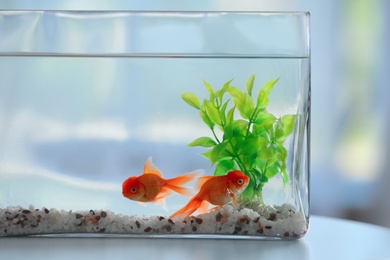 Photo of Beautiful bright goldfish in aquarium on table