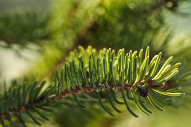 Beautiful fir tree with green branches outdoors, closeup