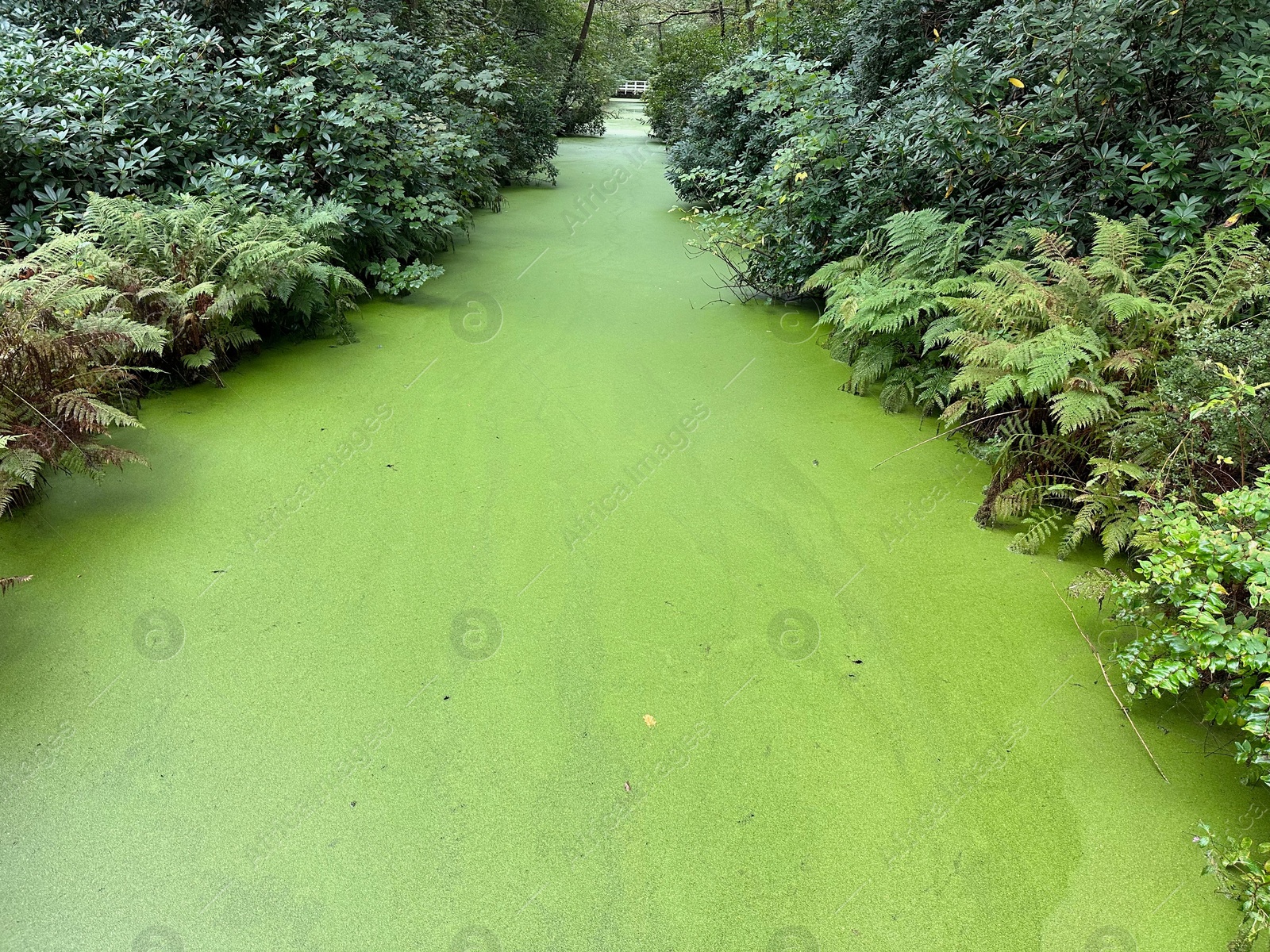 Photo of Green beautiful water channel among bushes in park