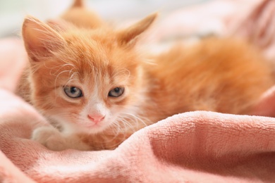 Photo of Cute little red kitten on pink blanket
