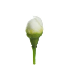 Photo of One beautiful waxflower bud isolated on white