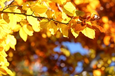 Tree with beautiful bright leaves outdoors on sunny autumn day, closeup