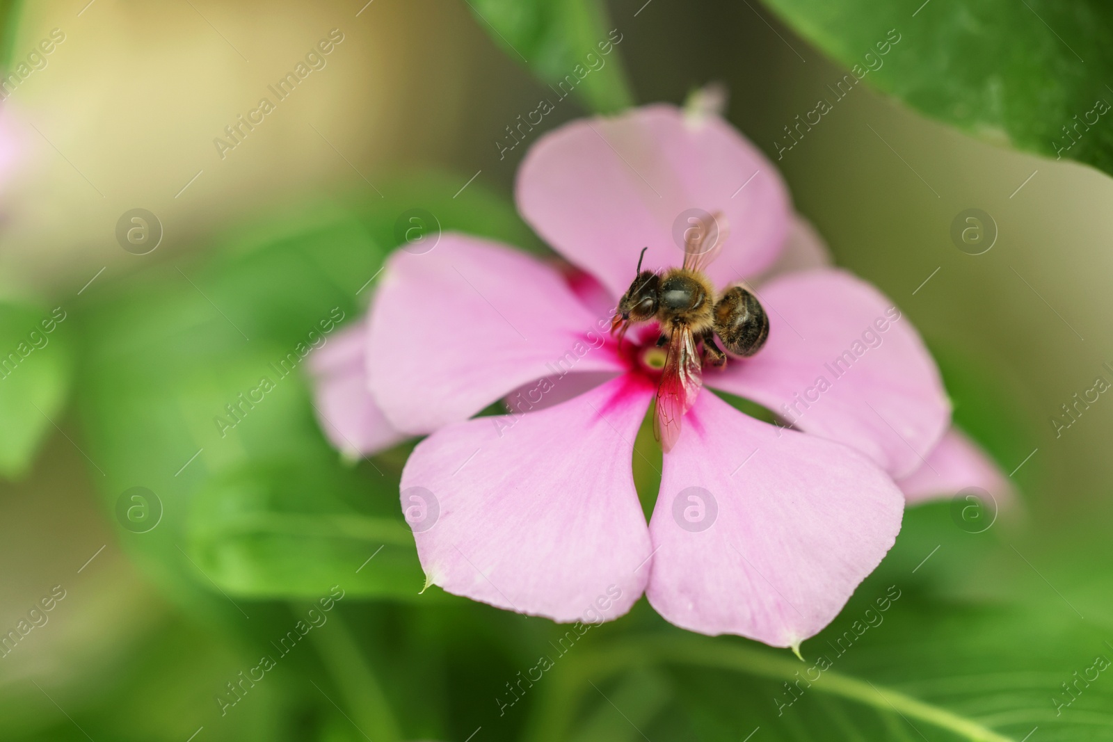 Photo of Honeybee collecting pollen from beautiful flower outdoors, closeup