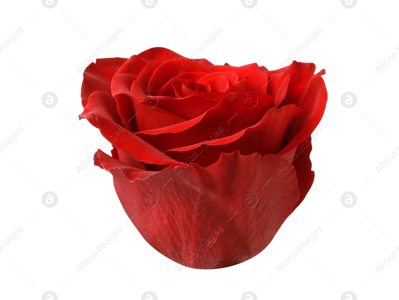 Photo of Beautiful fresh red rose isolated on white