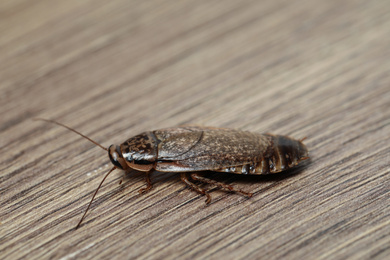 Photo of Brown cockroach on wooden background, closeup. Pest control